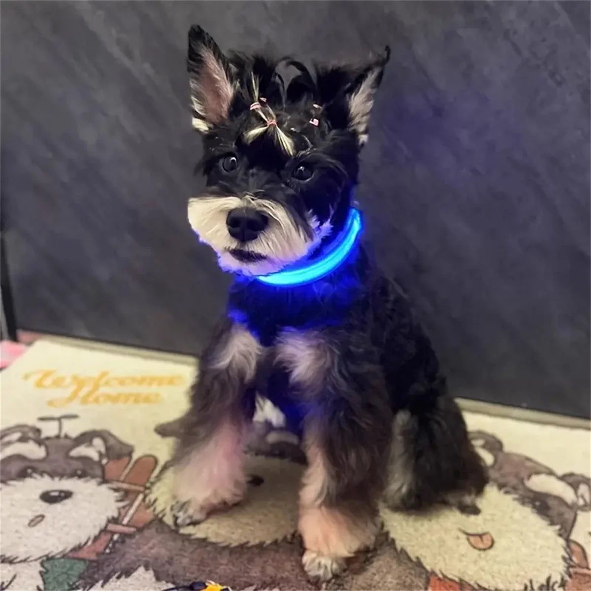 LED Safety Dog Collar with Glowing Light for Night Walks